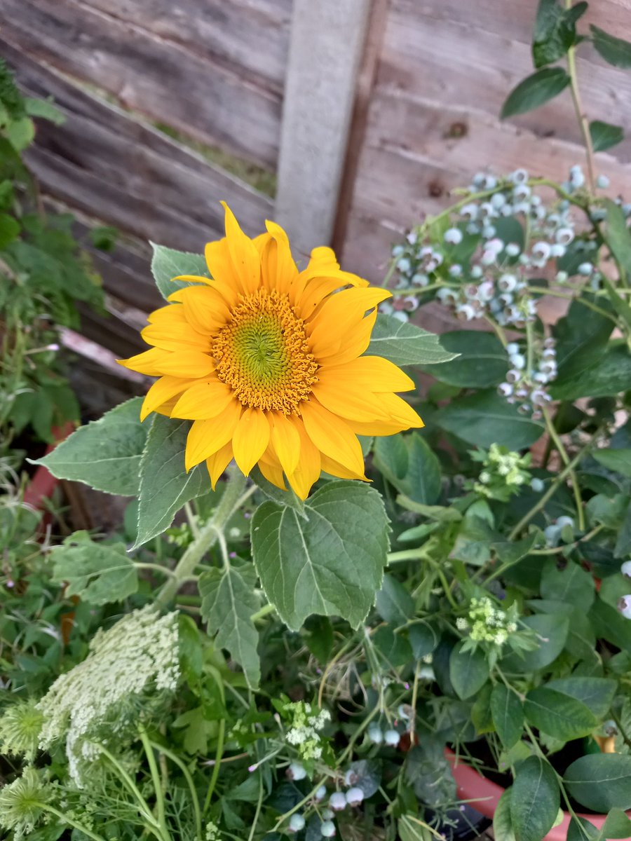 andreabarrett__'s tweet photo. #gardening Took a moment to appreciate newly bloomed sunflowers this evening. 🌻🌻🌻

After exhausting day (week) of chronic pain; now, blessed relief. #EBV #postextertionalmalaise be damned. Determined to complete  #medadmin , #MedHums writing &amp; overdue correspondence! https://t.co/KX0oocwegA