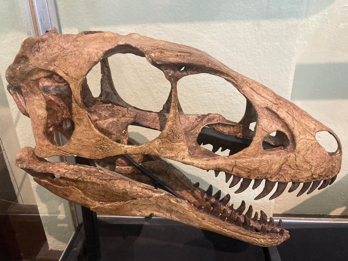 Meet Raptorex kriegsteini. 
Think of him as an 8 foot T-rex. This is one of several replica skulls we have on display during Dino Days.
Don’t forget to signup for Dino Academy and Night at the Museum.