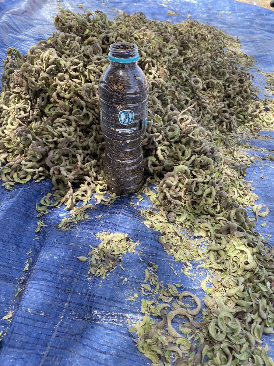 صباح هذا اليوم تم جمع بذور اشجار السمر بمنتزة السليل البري بمحافظة #النبهانيه التابعه لمنطقة #القصيم برفقة رئيس <a href="/ALRASS_ENV/">رابطة الرس الخضراء</a> الاستاذ سليمان العواجي وتنقيتها لاستنباتها بمكتب <a href="/MEWA_KSA/">وزارة البيئة والمياه والزراعة</a> بمحافظة #الرس 
#ارض_القصيم_خضراء 
#العمل_التطوعي