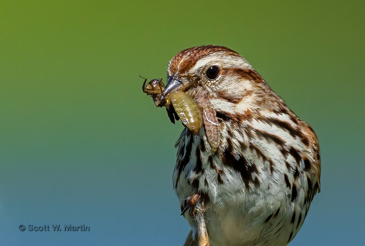 ve3sz's tweet photo. Song Sparrow bringing food back to the nest. #sparrow #birdphotography #birdwatching #CanonR5 https://t.co/DT37N1ByMt
