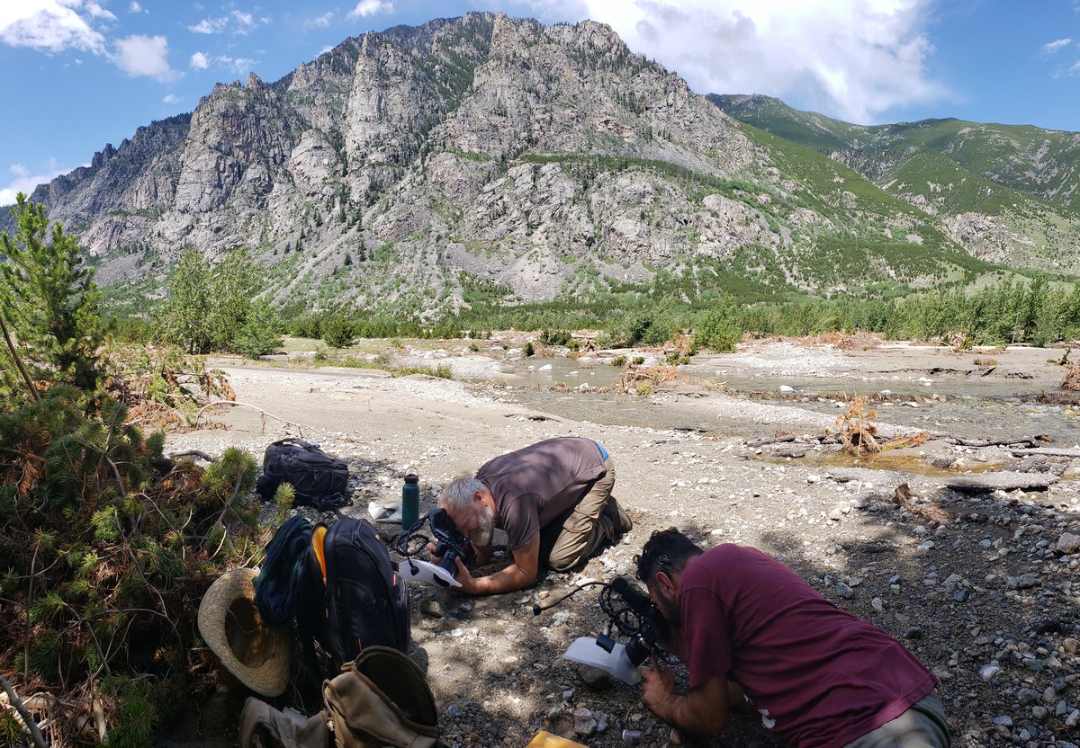 ForTheSpiders's tweet photo. Arachnid collecting trip update #8: Collected erigonines and more Opiliones in Custer National Forest, MT in talus slopes. Headed to the #bugshot macro photography workshop today. https://t.co/Zhghtw5Ukq