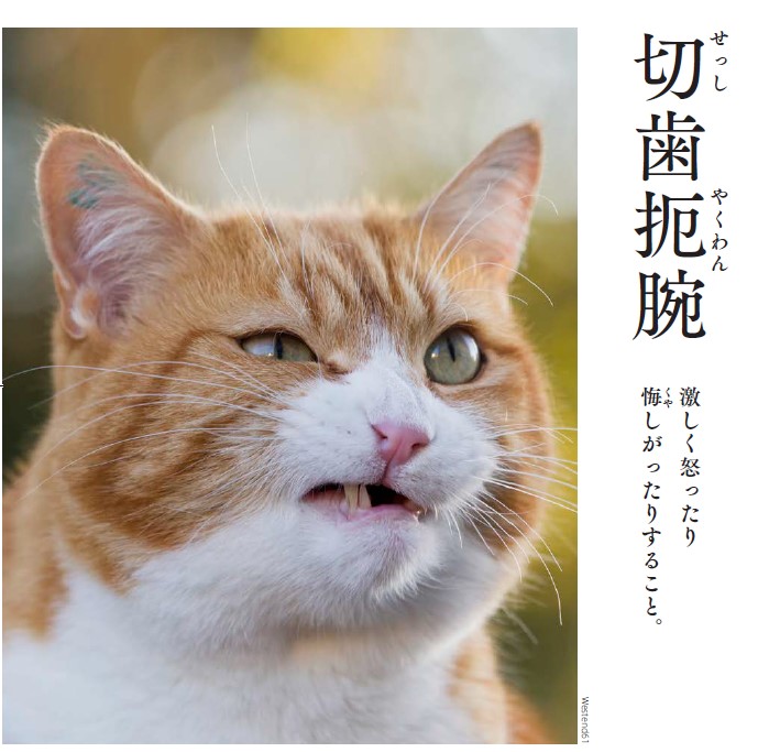日本産 にゃんこ四字熟語辞典 にゃんこ四字熟語辞典 フタバ 1 ポスト