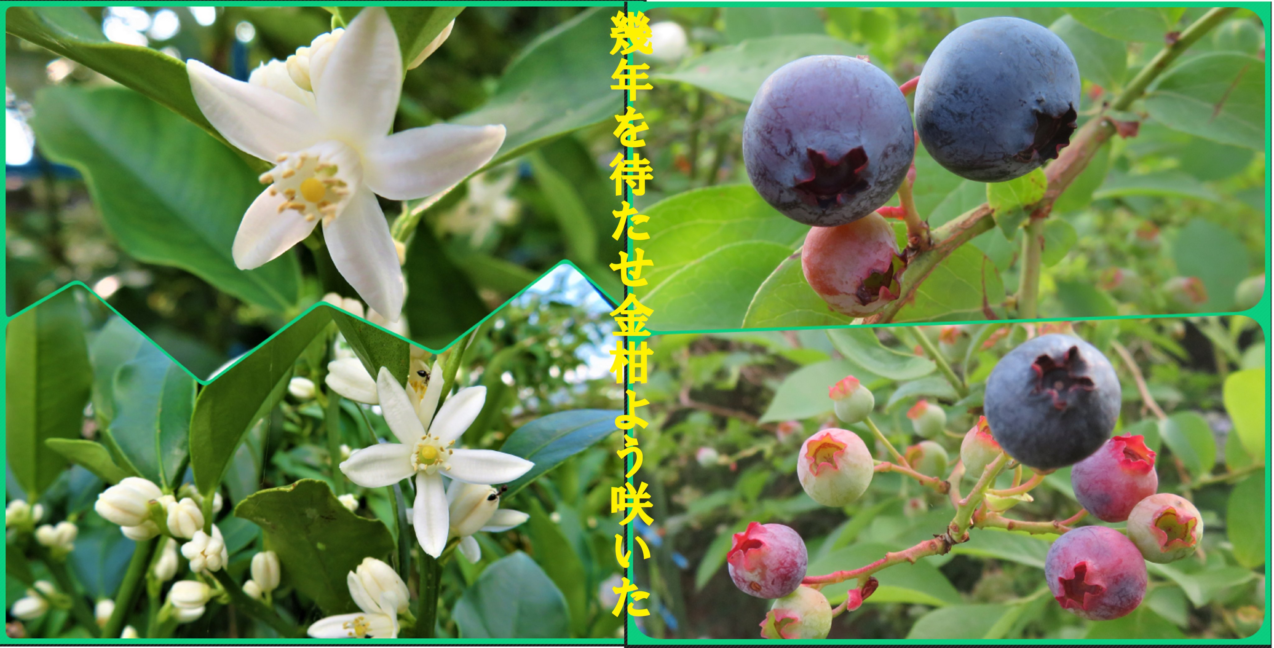 金柑の花 Twitter Search Twitter