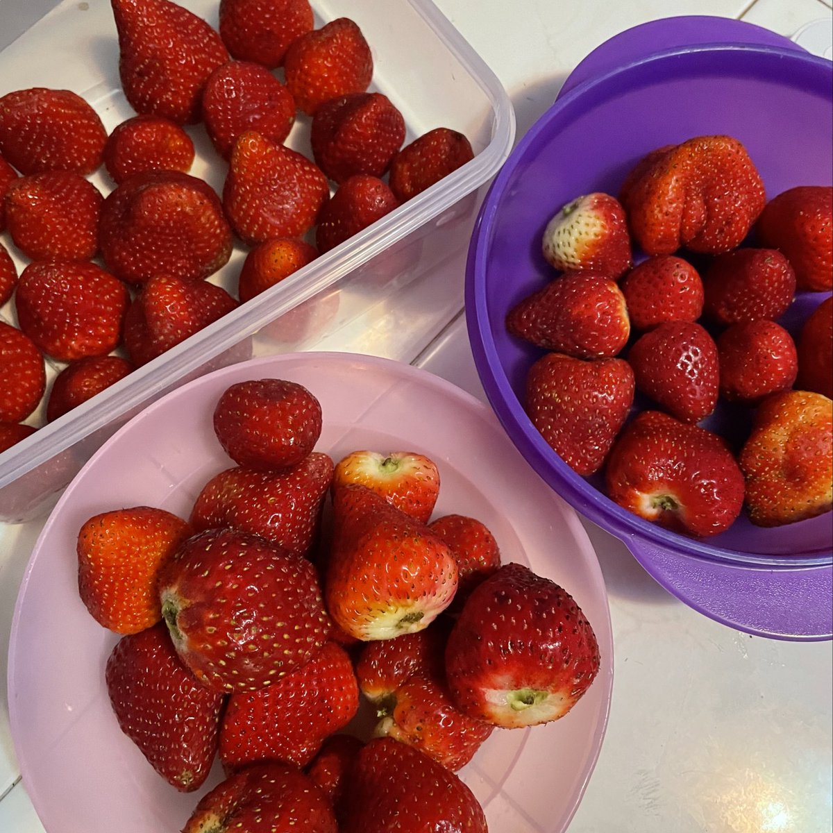 thvsdog's tweet image. do you all remember how much i liked strawberries