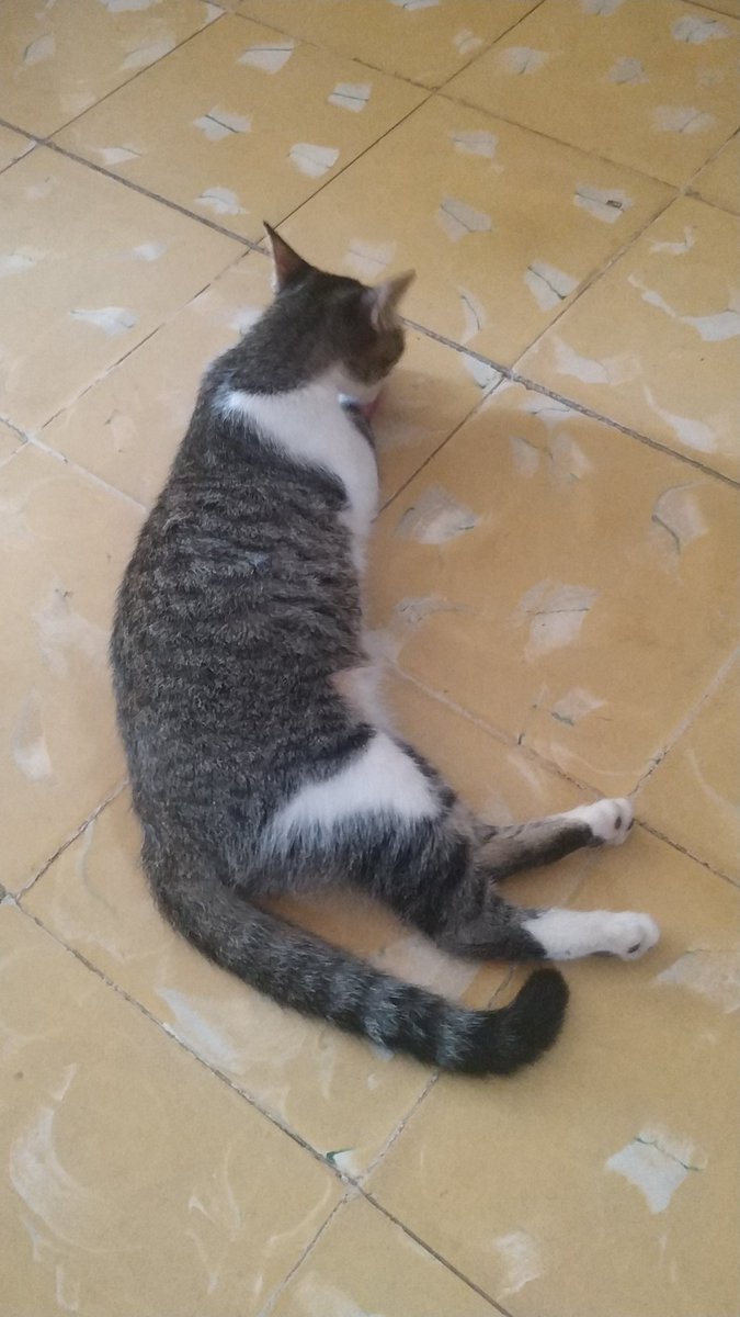 ClaoRguez's tweet photo. @DayanaDarias @LisaKudrow Frida también está embarazada. 😻😹 https://t.co/f81LmIsq04