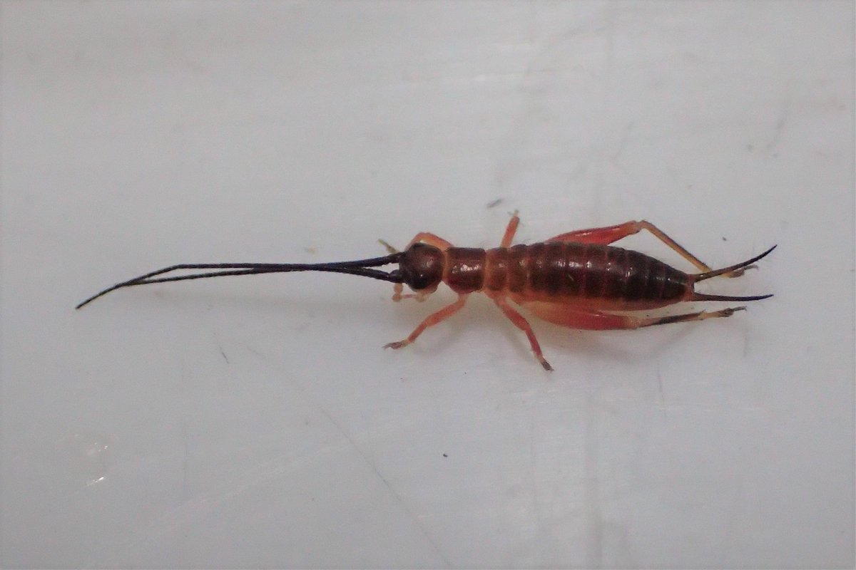 飼育室の外でアオマツムシの幼虫を見つけました。緑色の成虫とは異なり、幼虫は地味な色をしています。身近な昆虫の一種ですが、もと...（2022.07.08）  | 東区の動植物園・水族館 - 広島市森林公園こんちゅう館 | まいにちを豊かに りっち