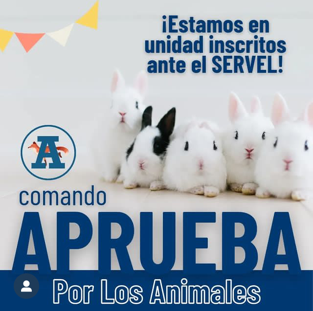DyDAnimal's tweet photo. Hoy las organizaciones animalistas nos inscribimos ante el SERVEL para ser oficialmente Comando por los Animales y defender la opción #Apruebo.

¿Eres parte de una agrupación? Contáctanos a animalesenlaconstitucion@dydanimal.com 

#AprueboFeliz #AprueboxlosAnimales https://t.co/I7St3EdcAm