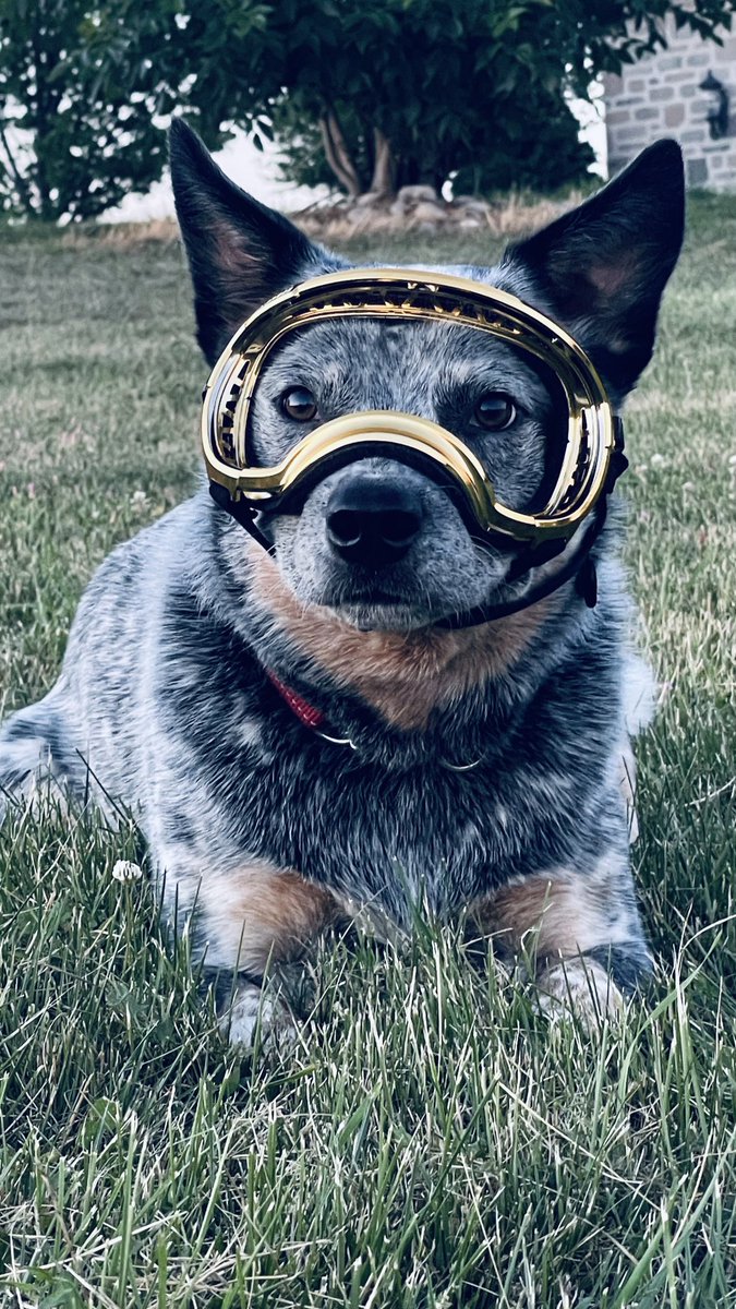 New goggles from Roc N Duke’s Walkerton. You Tube videos suggest taking lenses out until Buddy is used to wearing them.  <a href="/rexspecsk9/">Rex Specs K9</a> as you can see Buddy is enjoying them 🥽🐕 #RexSpecs #blueheeler #southbruce