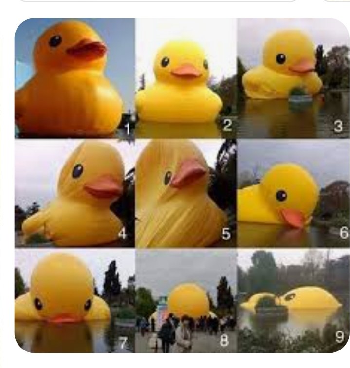 elantiseguido's tweet photo. @Mister_Wolf_0 Acá, Amarillos por Chile, desinflandose como pato de hule viejo!!!!! 😅🤣😅🤣😅🤣😅😅🤣 https://t.co/GW4eHRcdG1