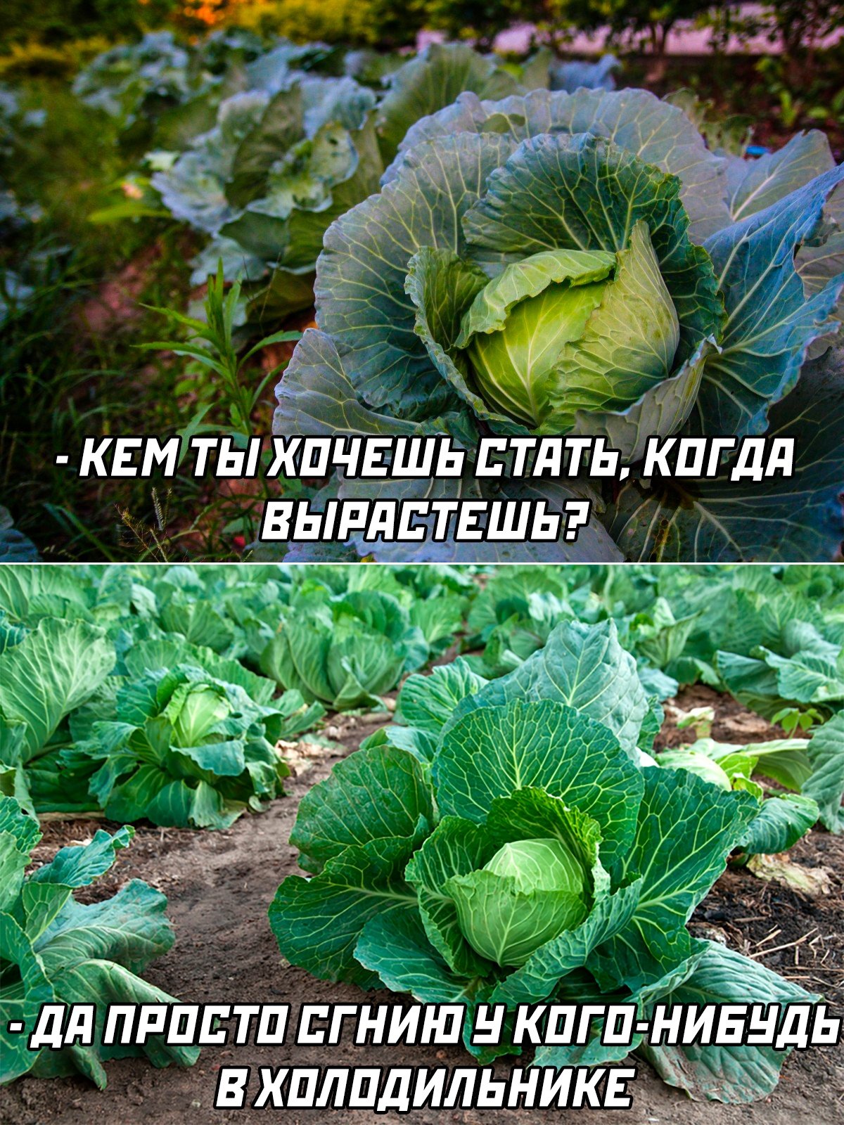 Мемы про кабачки