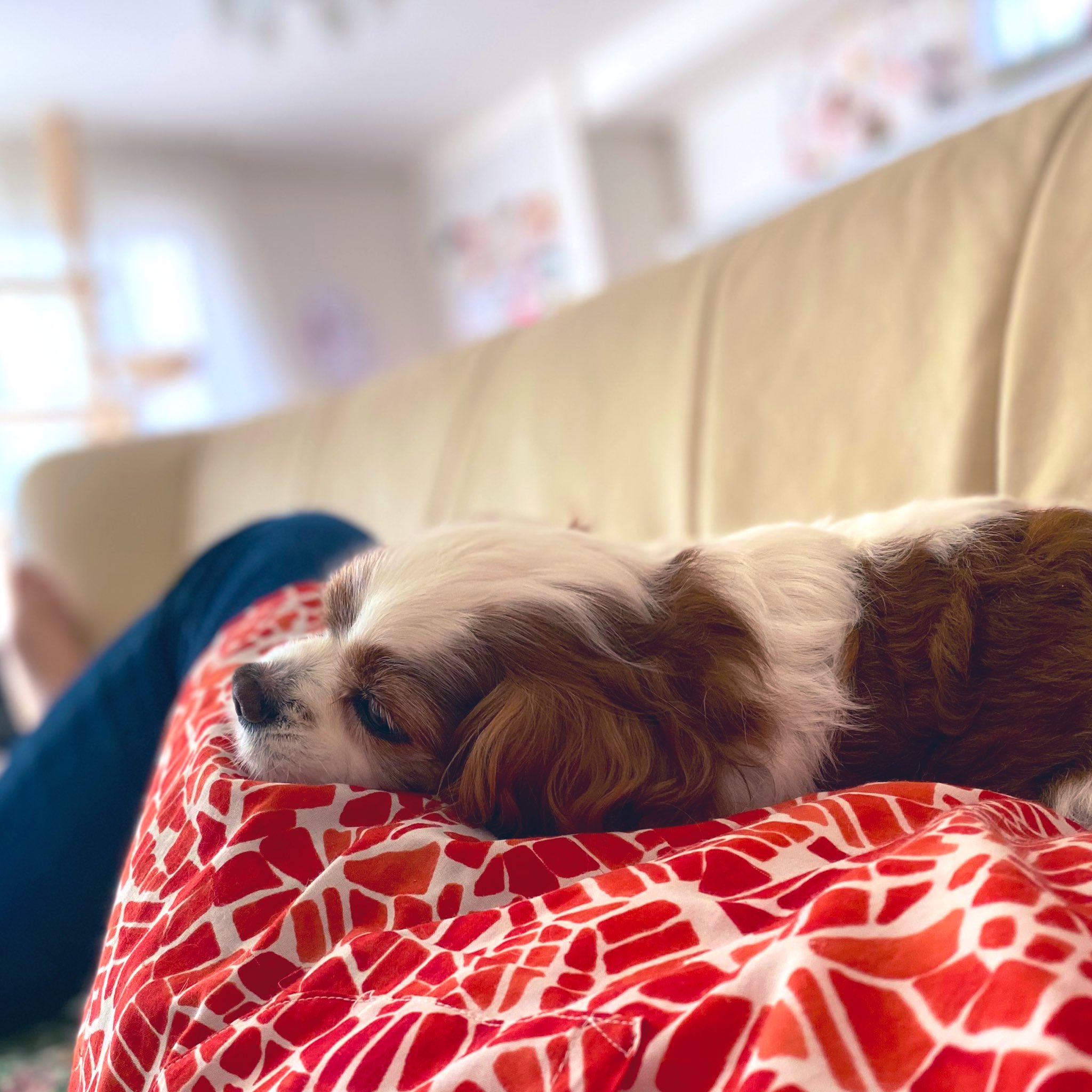 Lily 犬が人間の上で寝るなんて 愛犬と出会うまで知らなかった 暑くなって数分で移動するくせに 私がソファに座ると必ず上に乗って来て寝ようとする愛犬 もう 重くてもやりたい事があっても何も言わない から 出来るだけ長くそばにいてほしいと心から