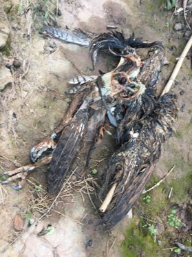 esparverblau's tweet photo. sospites confirmades: el duc amb GPS tenia 400 veg per sobre el nivell letal de rodenticides. Els 4 indivi anteriors morts pel mateix. @accioclimatica @observatori_nat ens posem a monitoritzar problema que afecta aufranys, rap nocturns, eriçons, turons i el solventem amb ciència? https://t.co/JI1BFg5nNd