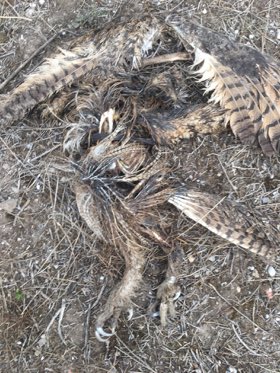 esparverblau's tweet photo. sospites confirmades: el duc amb GPS tenia 400 veg per sobre el nivell letal de rodenticides. Els 4 indivi anteriors morts pel mateix. @accioclimatica @observatori_nat ens posem a monitoritzar problema que afecta aufranys, rap nocturns, eriçons, turons i el solventem amb ciència? https://t.co/JI1BFg5nNd