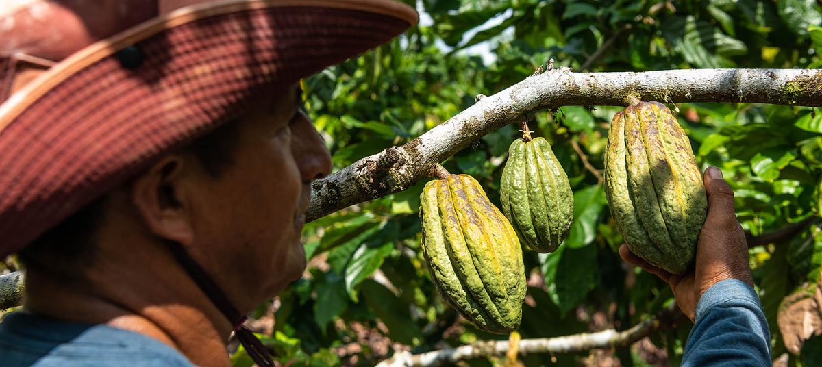 Hoy en el #DiaDeLaConservacionDelSuelo, resaltamos el proyecto de fortalecimiento de la política pública de bioeconomía en #Ecuador de la <a href="/AFD_es/">Agence française de développement Amérique Latine</a>. <a href="/pablolarco84/">Pablo Larco Ortuño</a>, coordinador de esta asistencia técnica, habla sobre este proyecto.➡️bit.ly/3nIBzIO