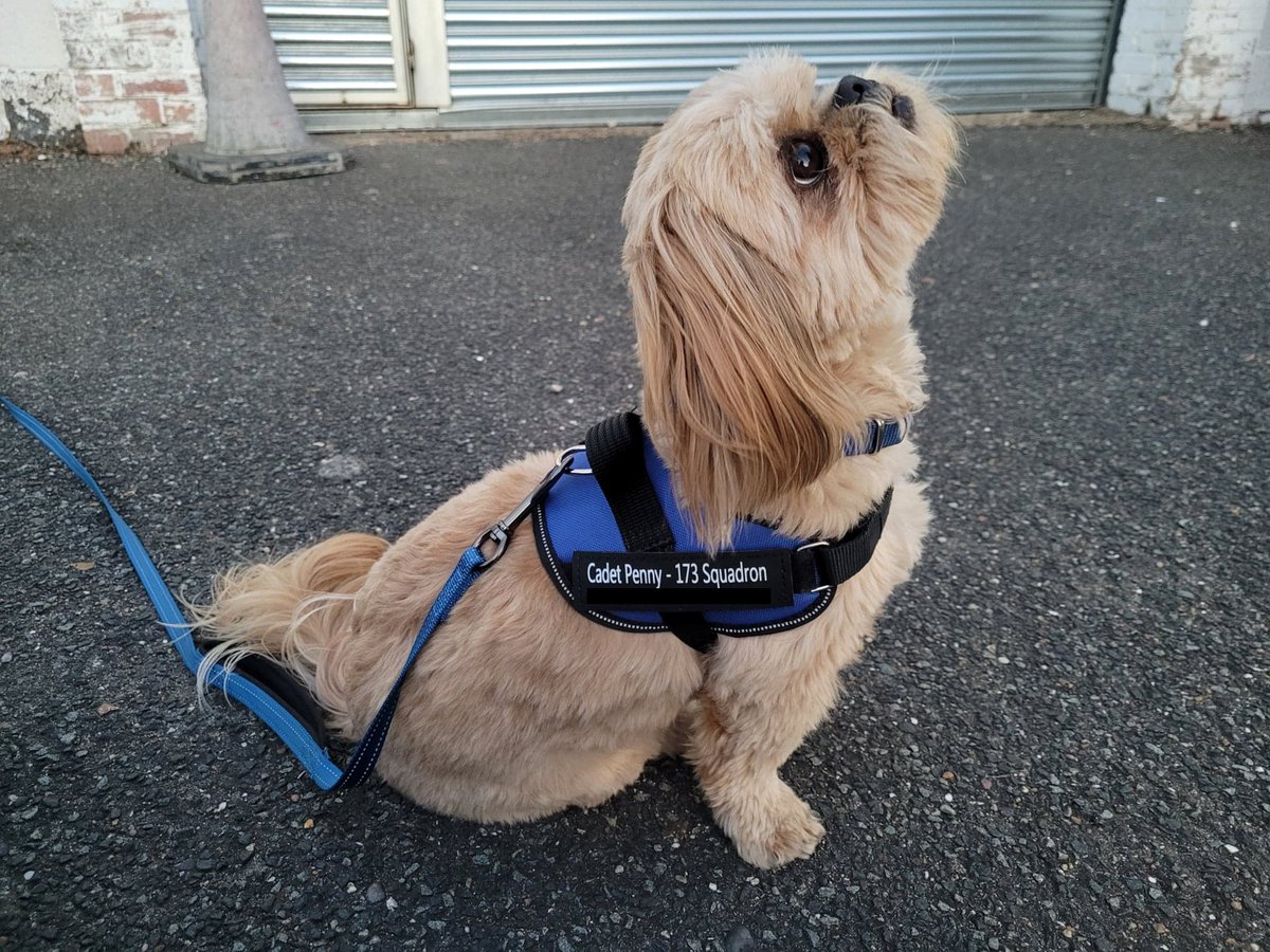 Cadet Penny has been practicing her drill, here she is stood at attention in her fancy new blue uniform. Cadet Penny is an important member of 173 Squadron serving as our Squadron Mascot and Happiness Officer #orpington #aircadets #kentwingatc