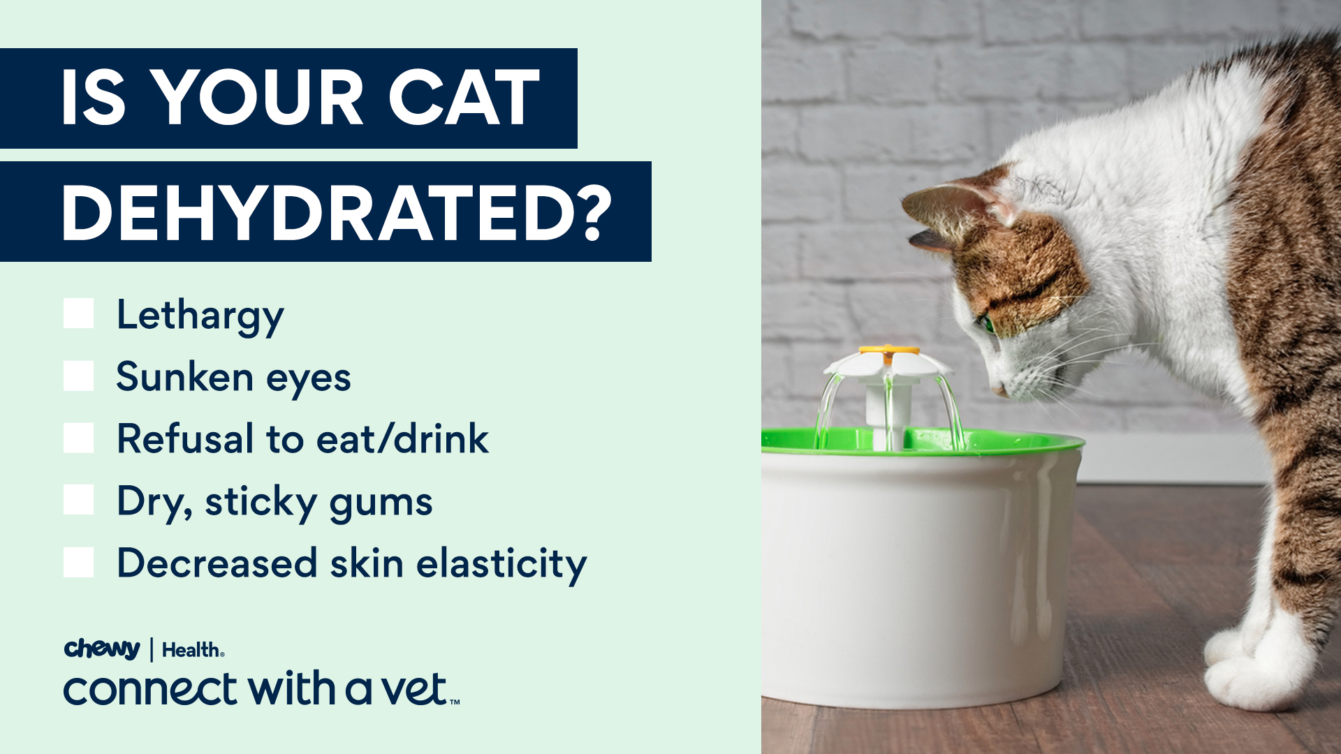 Summer Safety Tips For Cats Signs Your Cat May Be Dehydrated Lola The