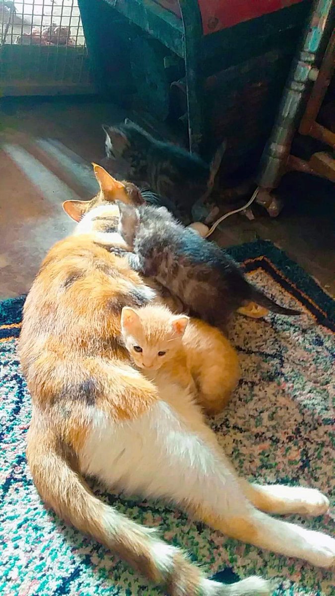 A cat that was recently rescued from human abuse And throw it in the trash She was pregnant and gave birth in our shelter We are glad that she was saved at the last minute and received good care
Please donate if possible so we can continue
Paypal link🙏🐈
paypal.com/cgi-bin/webscr…