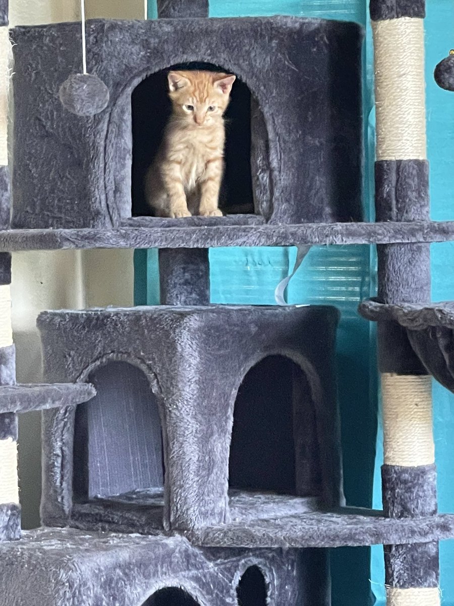 bekahj's tweet photo. If anyone is in the Norcal area, I have some kittens looking for good forever homes!
#AdoptAKitty https://t.co/IXtoCIoroh