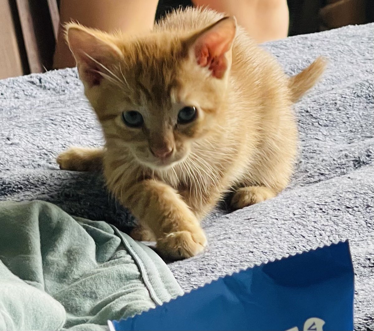 bekahj's tweet photo. If anyone is in the Norcal area, I have some kittens looking for good forever homes!
#AdoptAKitty https://t.co/IXtoCIoroh