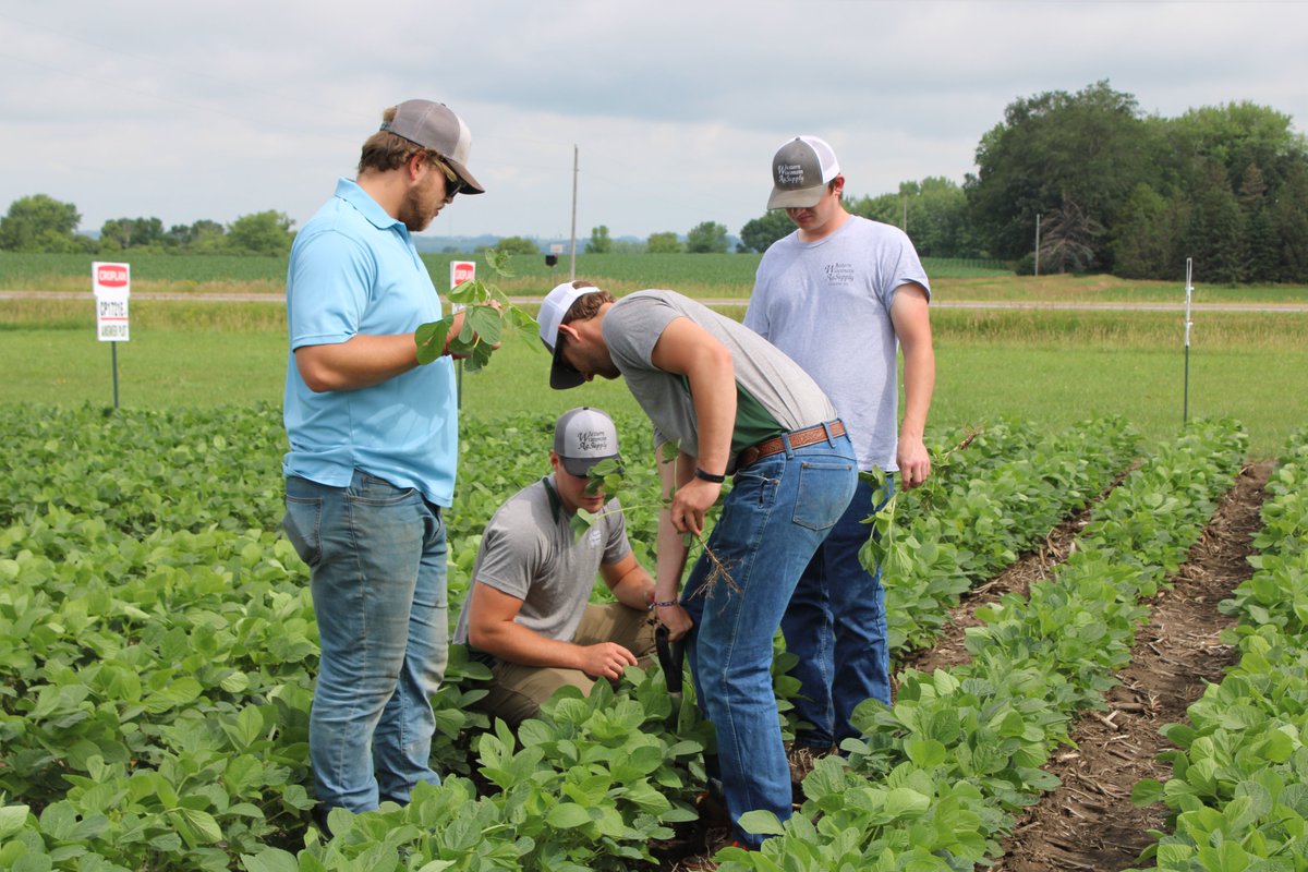 AgPartnersMN's tweet photo. This morning Ag Partners agronomy interns gave individual reports on what they've learned from working with our staff and growers this spring. They also took a close look at the corn & soy planted here to discuss stages of the plants & potential they see. #whatsyourpassion https://t.co/Zvv4jqV3C2