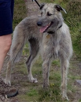 AdoptionsUk's tweet photo. Please retweet to help FIND PEKOE, STOLEN #SUSSEX #UK 
Female Lurcher  Taken 13 May 22. 
She could have been picked up and could be anywhere in the UK now. Have you seen her or been offered her? 👀

DETAILS 👇
https://t.co/pWpv5j0KLV……
#dogs #pets #animals #England https://t.co/pO7DnS0u97