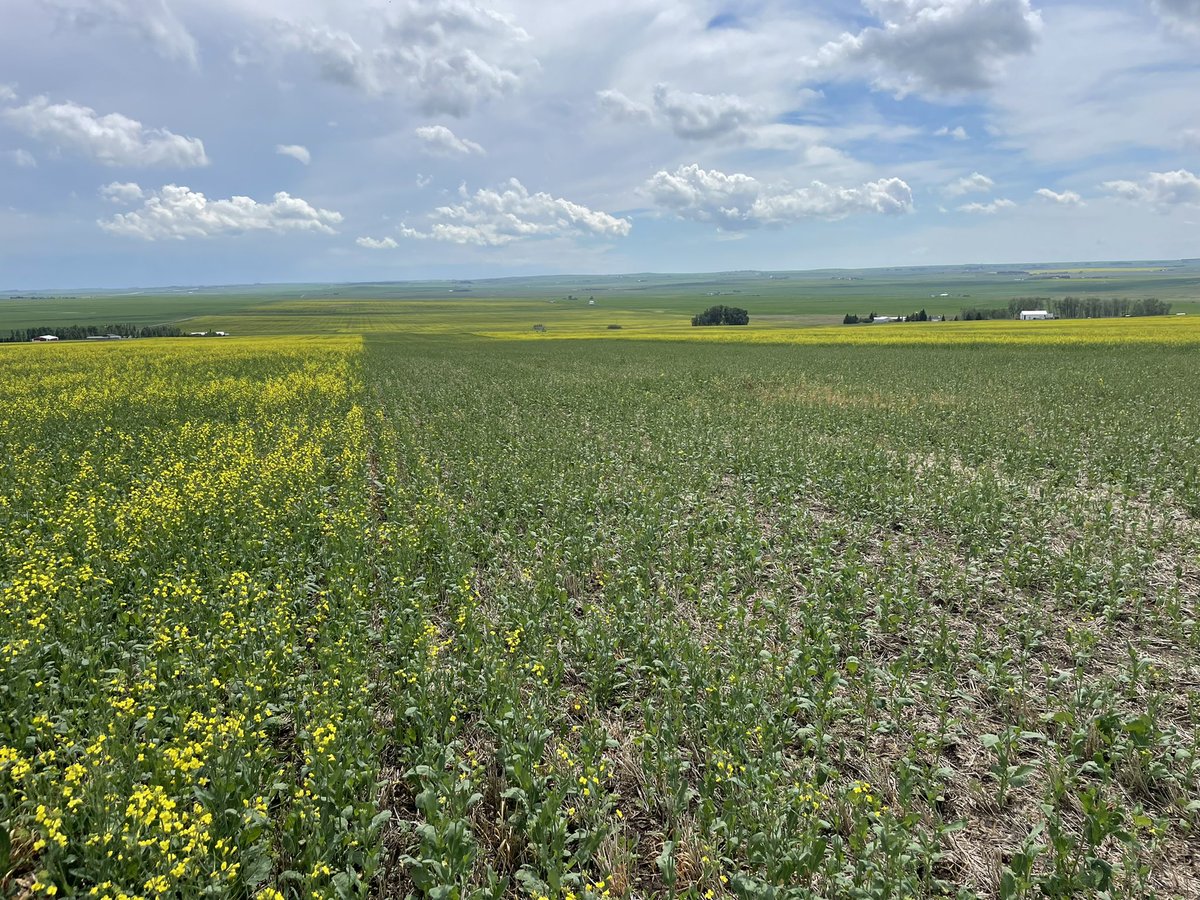 PremiumAg's tweet image. 4th crop with no #phosphorus 

I'm going to go out on a limb here and say that there's going to be a significant yield difference! 

#research @Rep_Nutrients @EarthRenewInc #canola #westcdnag