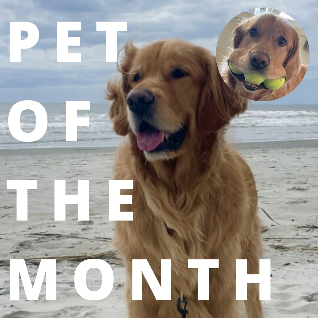 4040wilsonblvd's tweet photo. July's Pet of the Month
Lukas is a 5-year-old golden retriever with a huge personality, but the sweetest heart. His favorite things include tennis balls, ice cubes, swimming, his friend Mac, and milk bones from Edith! Feel free to give him a pet if you see him in the elevator! https://t.co/793n6i1rjj