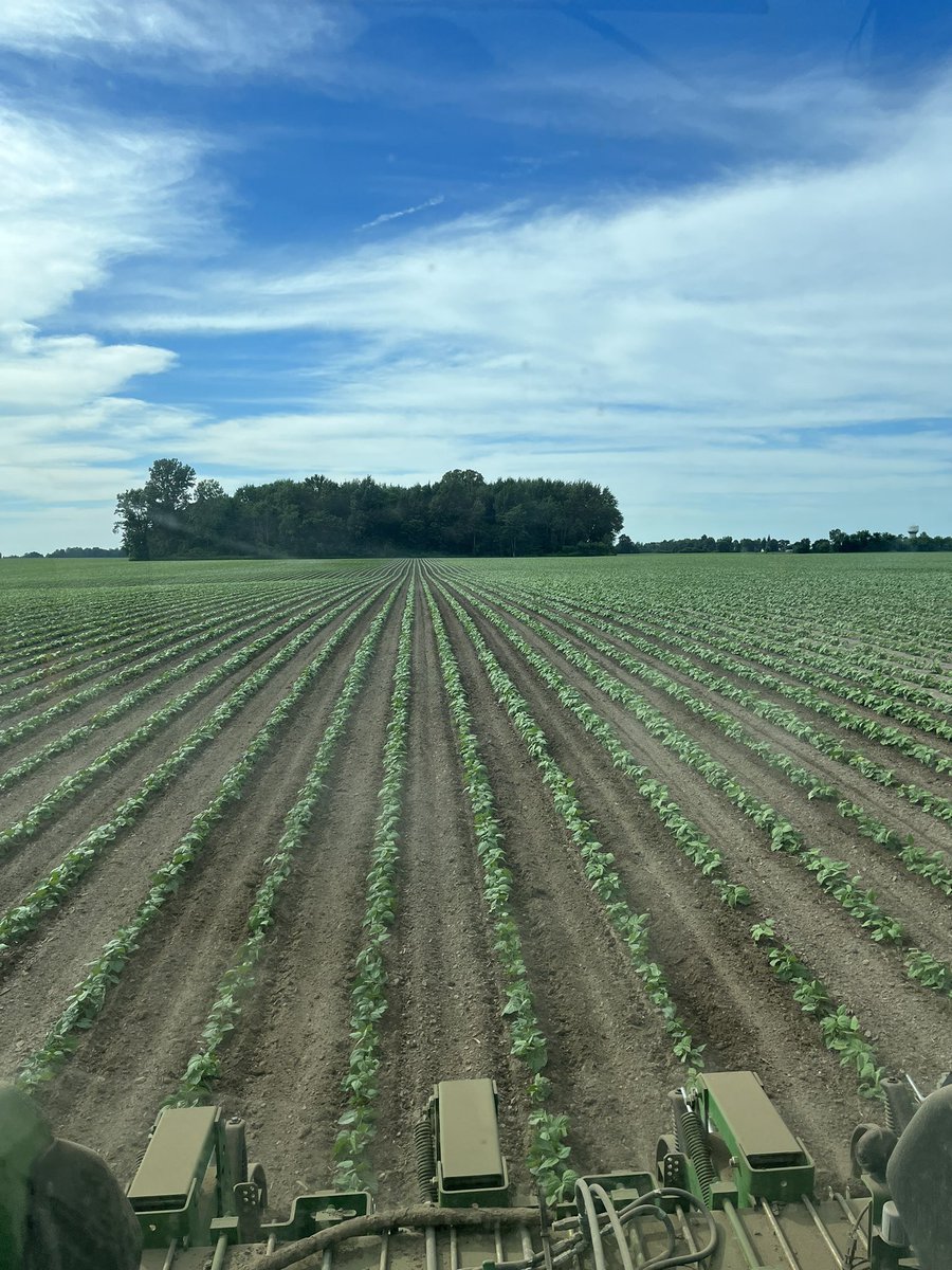 First pass of the cultivator for these cranberry beans #keepgrowing #ontag