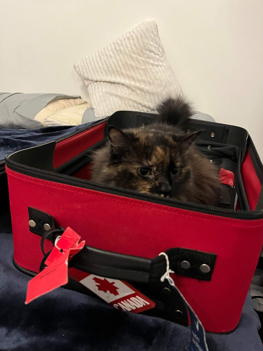 Starting to pack for #AAPM2022 and immediately found someone trying to stowaway...