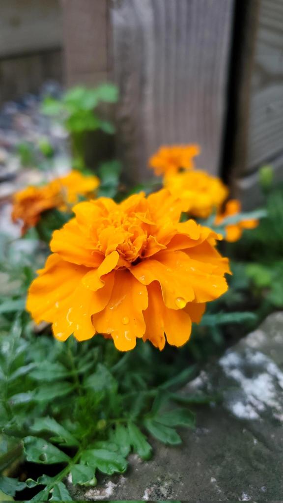 BeGardening's tweet photo. Marigold #Flowers
#color #garden #GardeningTwitter #nature https://t.co/2TjWc9TXuz