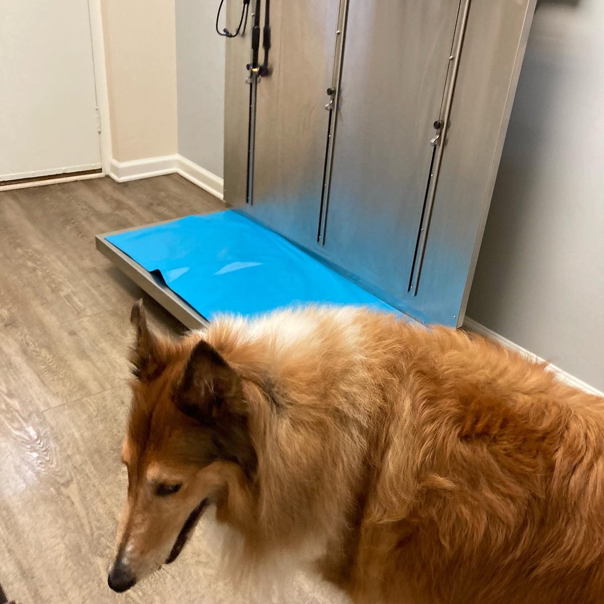 CollieCrusader's tweet photo. Haven’t been feeling up to par so I got a thorough exam 🩺 to see how these old bones 🦴 are doing. Turns out I’m in decent shape for my age but may need anti-inflammatory medication.
#vetvisit #wellbehaveddog #goodpatient #vetclinic #roughcollie #roughday #collie https://t.co/H2UFhg1ELk