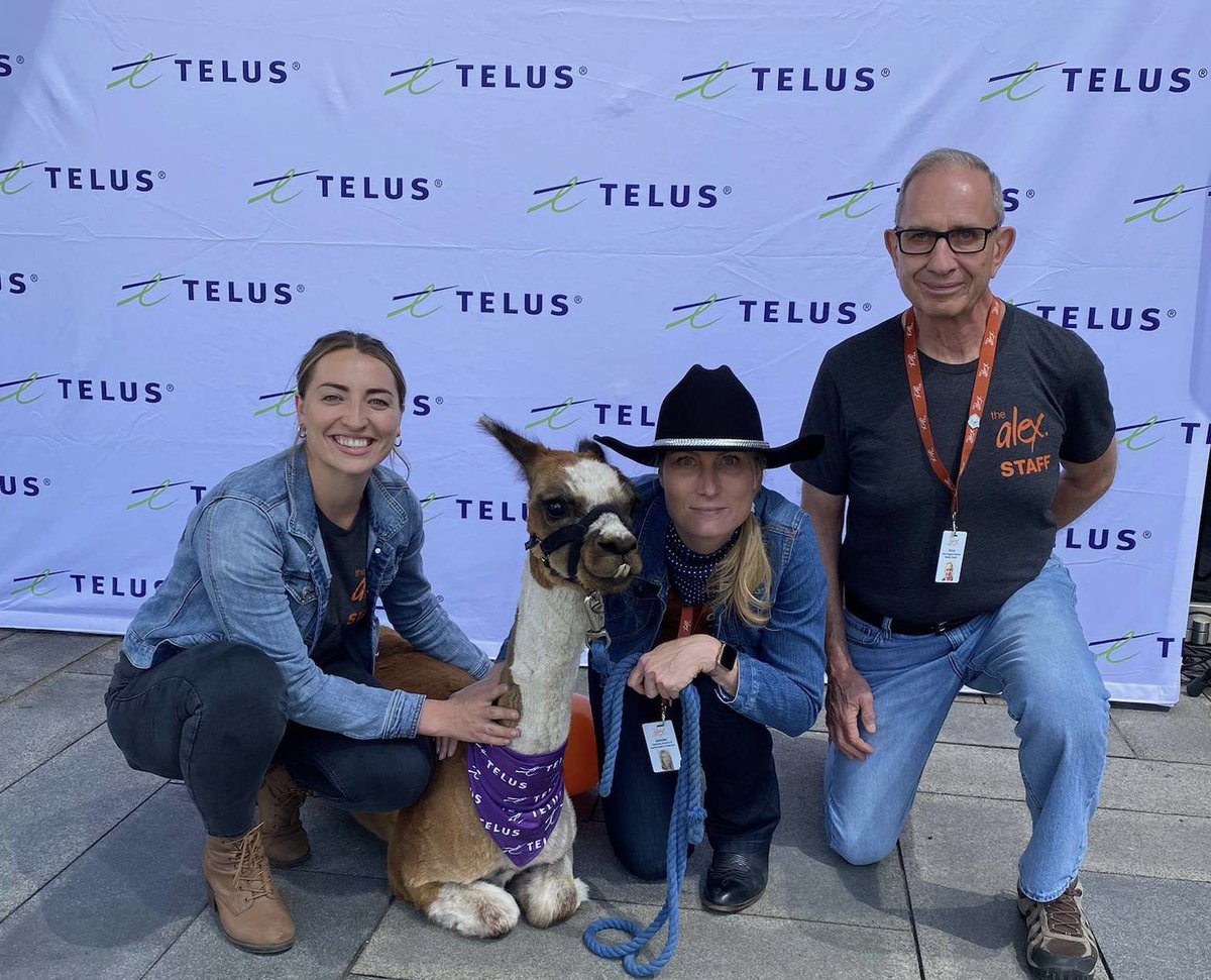 TheAlexCHC's tweet photo. Our Alex mobile clinic team is hanging with Allen the Alpaca at @TELUS Sky launch event. We think he would make a great addition to Team Alex :) #community #partnership #healthforgood #alpacas https://t.co/go6MdAWYcd