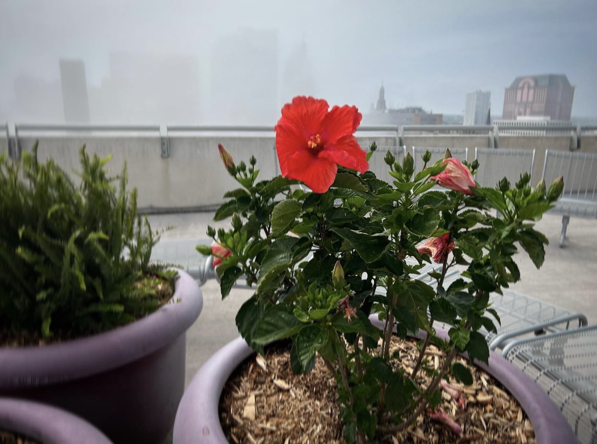 Quick afternoon break with a rooftop view of lake-effect fog. #backtotheoffice #mke #rooftop