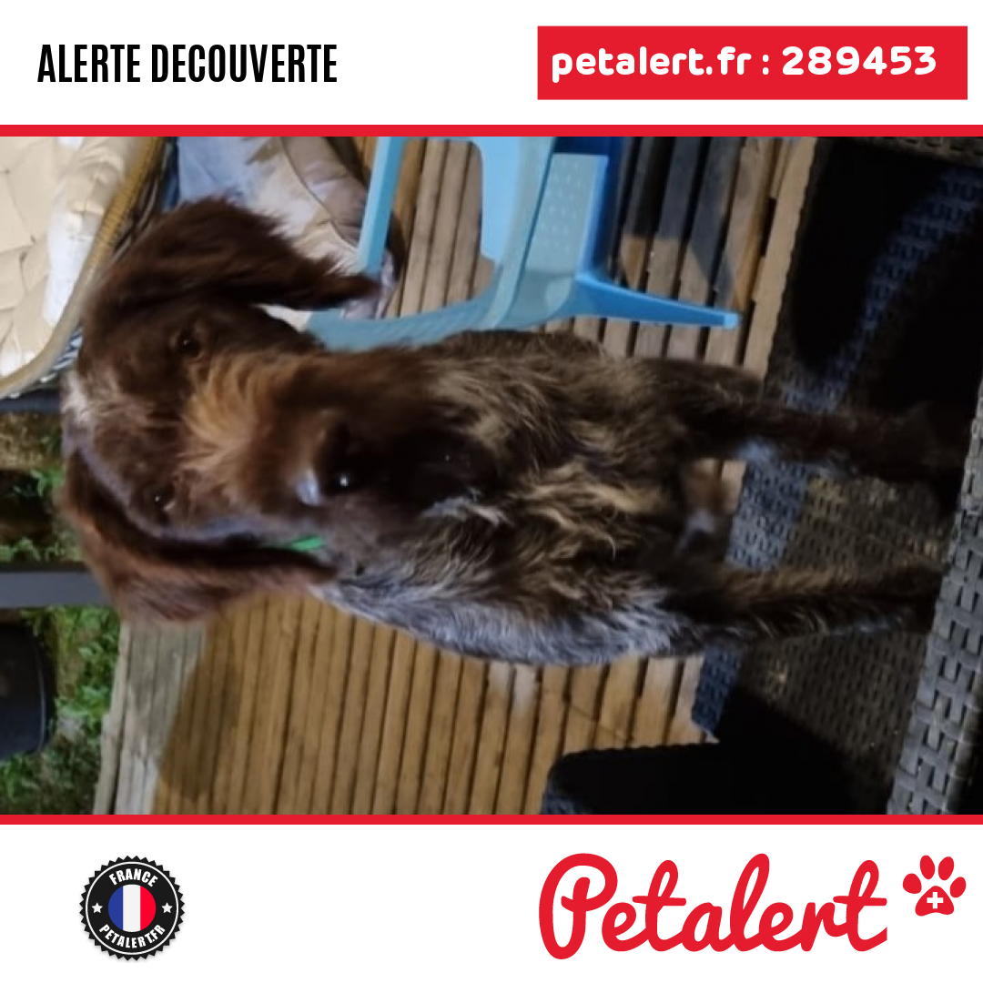petalert_france's tweet photo. Trouvé #Chien #Oise #Orrouy #Petalert #PetAlert60 / https://t.co/8f4Orp9CXk https://t.co/RYxlk7eO0B