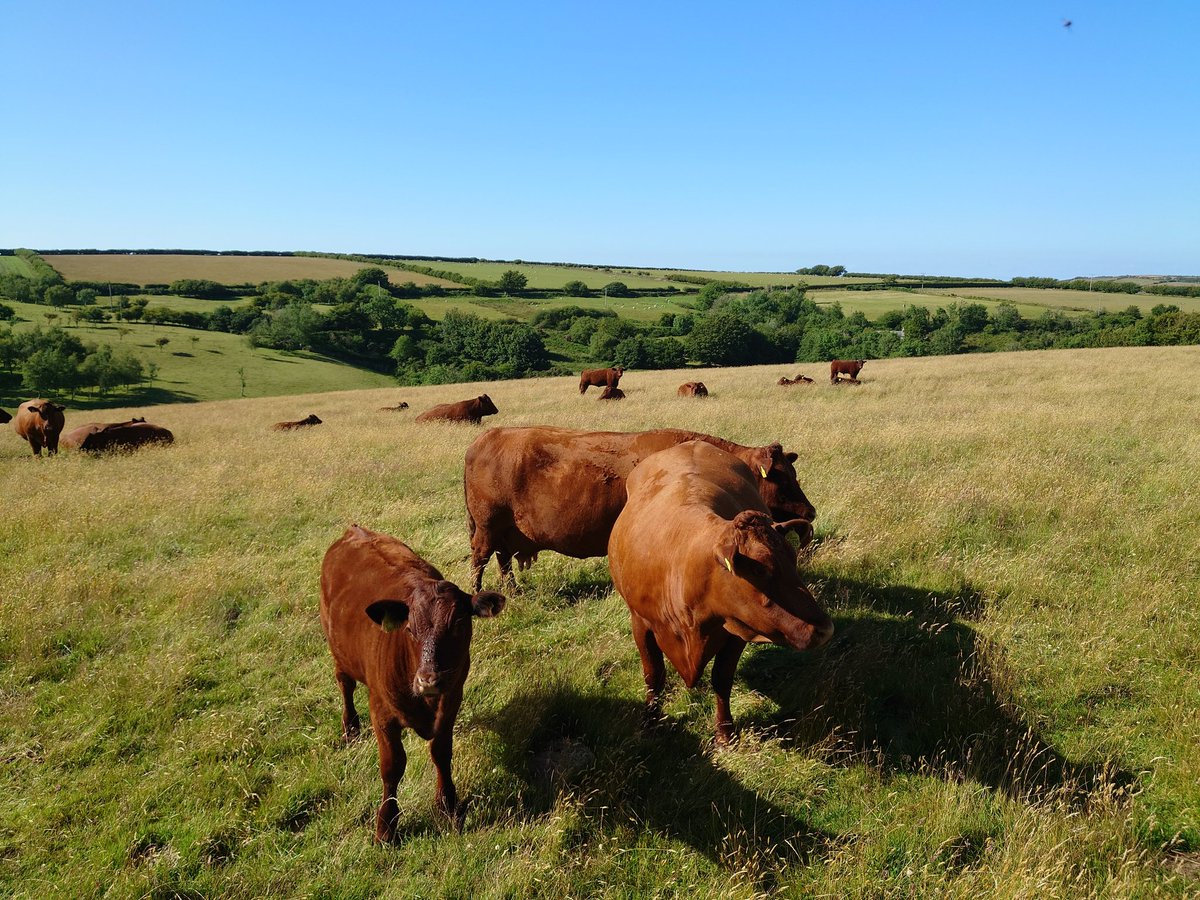 Atactioncroyde's tweet image. The herd is powerful, when it moves, it moves. I think we all knew that.  #rubyreds @WestIlkerton