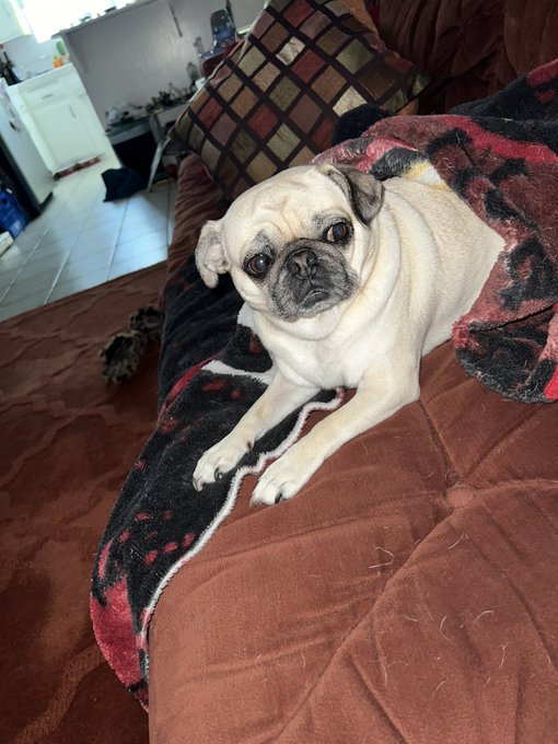 This baby just got a bath. #puglife https://t.co/Ifzi3QOgTb<a href="/tag/puglife"class="tags">#puglife</a>