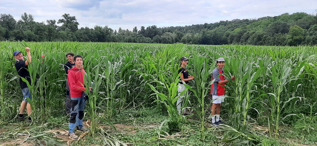 #Castration des parcelles de #semences de #maïs : passage couteaux puis équipe de castreurs pour les finitions