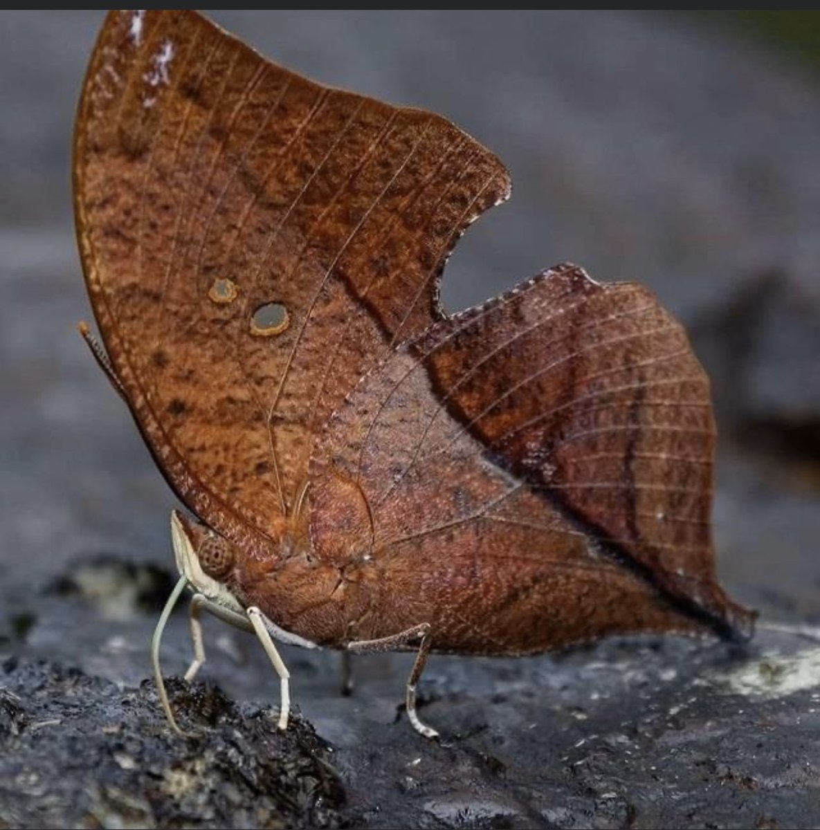 ip700k's tweet photo. سبحانك ربي ما أعظمك ♥️
تمتلك فراشة "Zaretis Itys " وسيلة تمويه مذهلة للغاية 
بالإضافة إلي جناحها الشبيه بورقة الشجر الميتة، تظهر أجنحتها بقطع في المنتصف شبيه بطريقة أكل الديدان، مما يجعلها مستبعدة من قوائم طعام مفترساتها، نظراً لاعتقادهم بأنها ورقة شجر ميتة اكلت منها حشرة أخري !! https://t.co/1Vlv4qOcwh