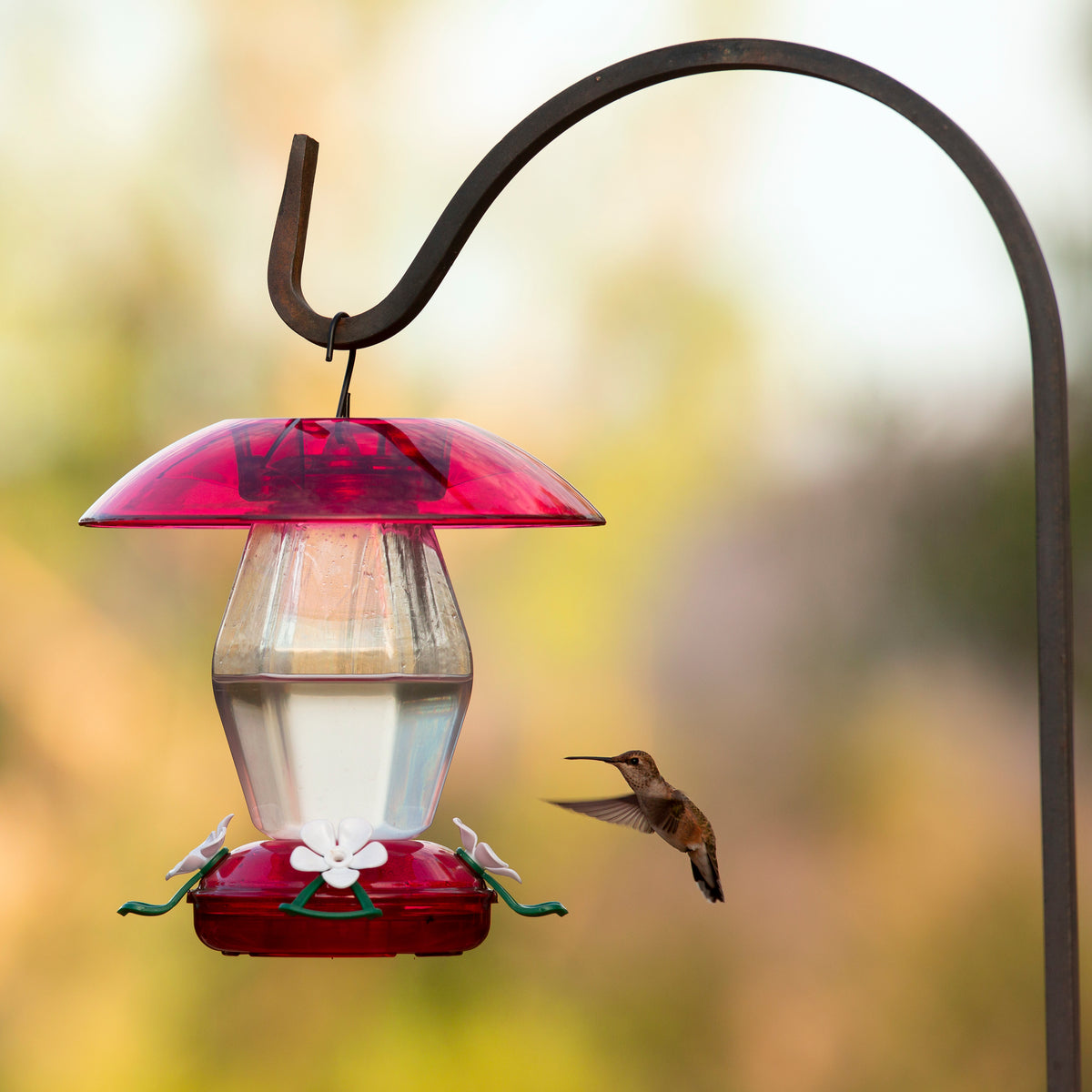 Experience the jubilation of feeding hummingbirds with the More Birds® Plastic Jubilee Hummingbird Feeder!  zcu.io/GsAx