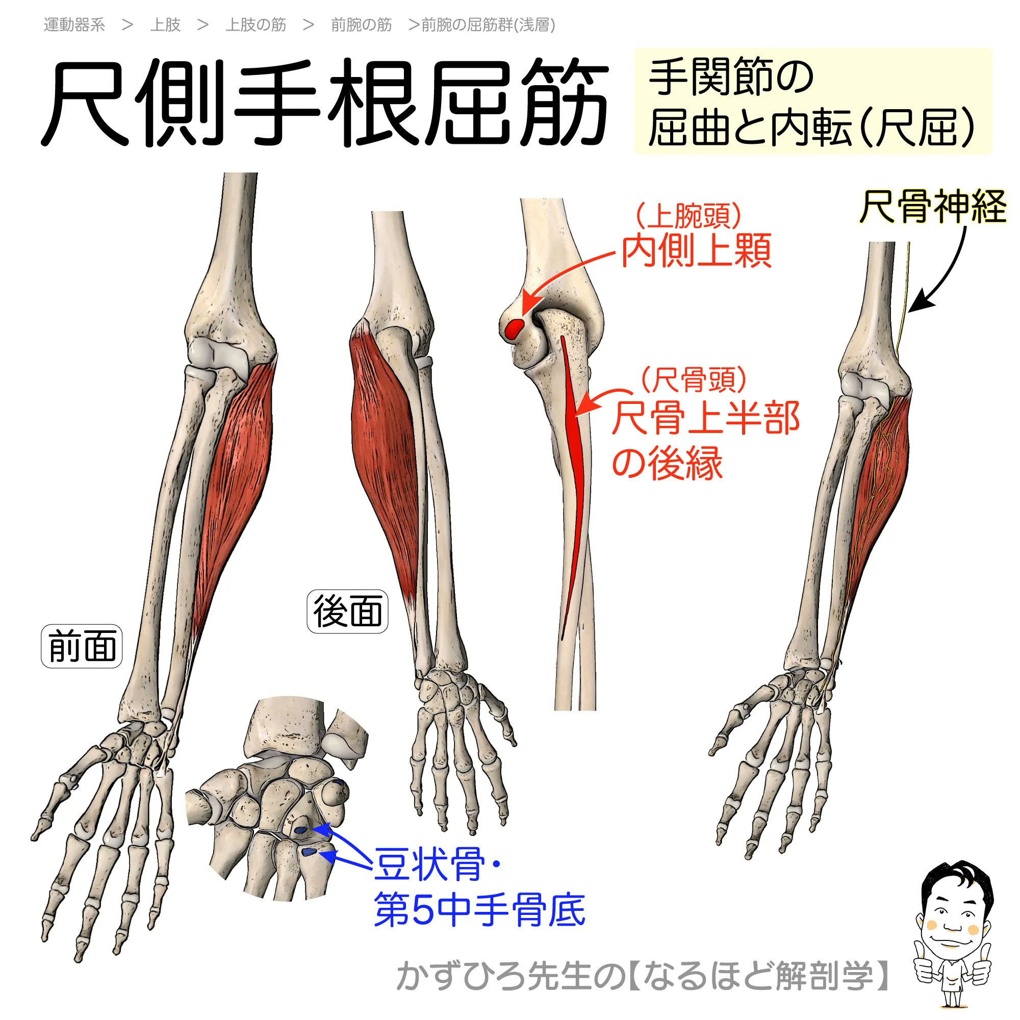Amazon.com: 解剖学の手びき: 9784525100711: Harumi Terada: Books
