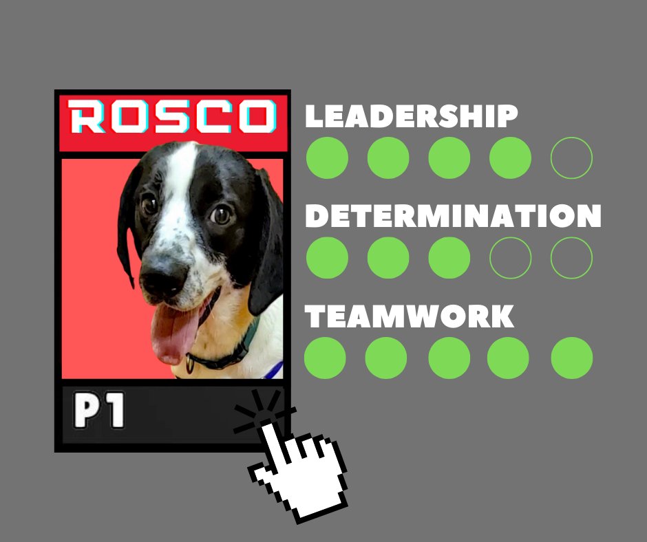 HARTforAnimals's tweet image. To choose your new best friend, please visit the included link!
(or press: up-up-down-down-left-right-left-right-b-a-select-start)

hartforanimals.org/meet-the-pets