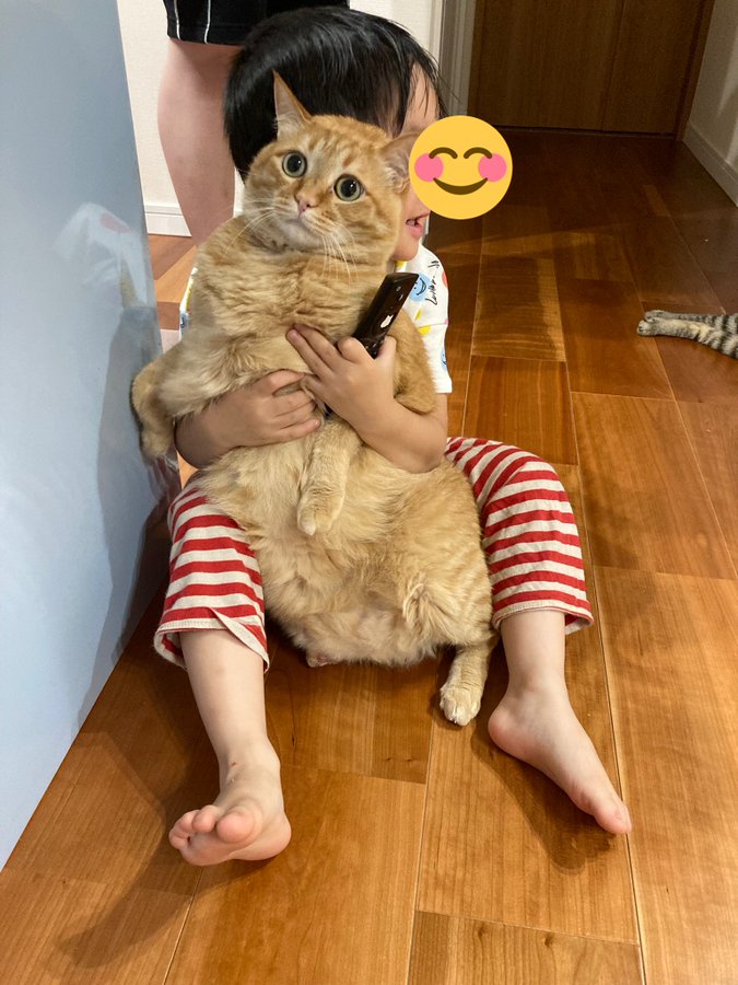 これほど助けて欲しいって顔は見たことない 4歳長男にギュッとされる猫のびっくり顔が話題 なぜ 目が全てを語っている まいどなニュース