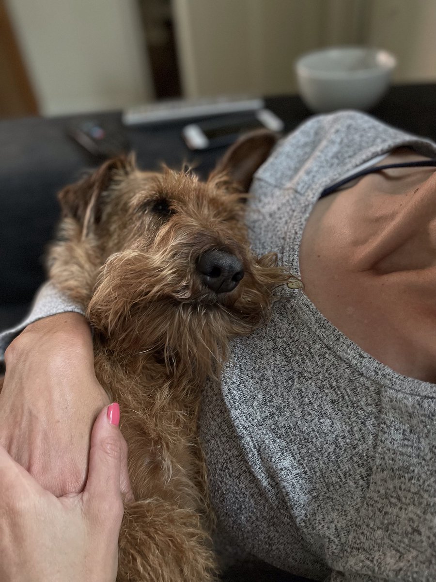 ClaireSSTri's tweet photo. Lessons in chill with Molly… you comfortable there Molls? #dogorbaby #dogbaby 🤦🏼♀️🤦🏼♀️🤦🏼♀️ https://t.co/4LxIqwtlNc