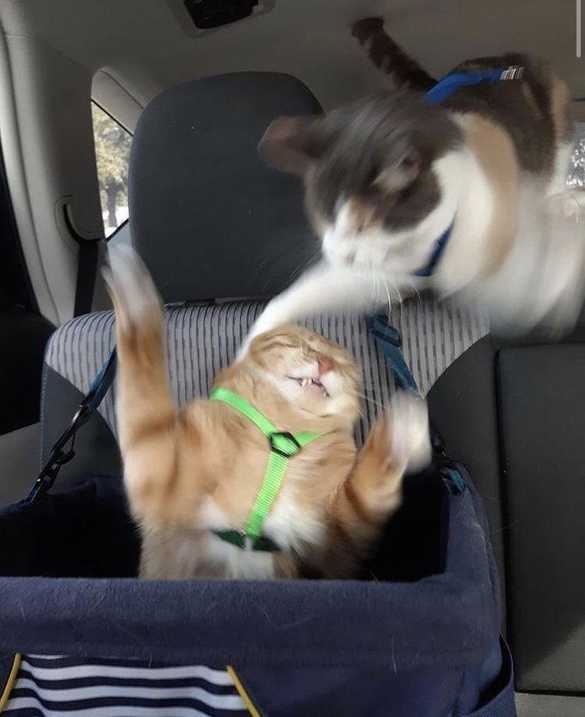 Смешные котята