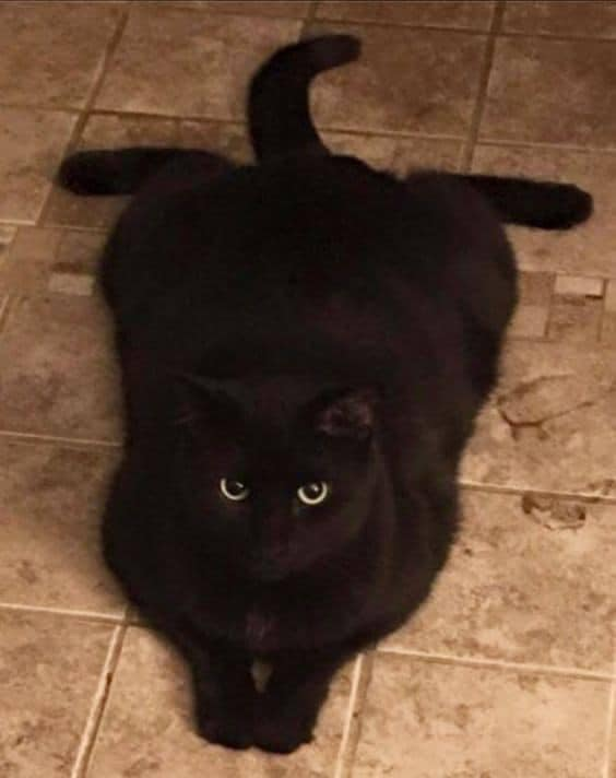_onerolita's tweet photo. la superioridad estética y moral de los gatos negros 🖤 https://t.co/YIkRqw1tI0