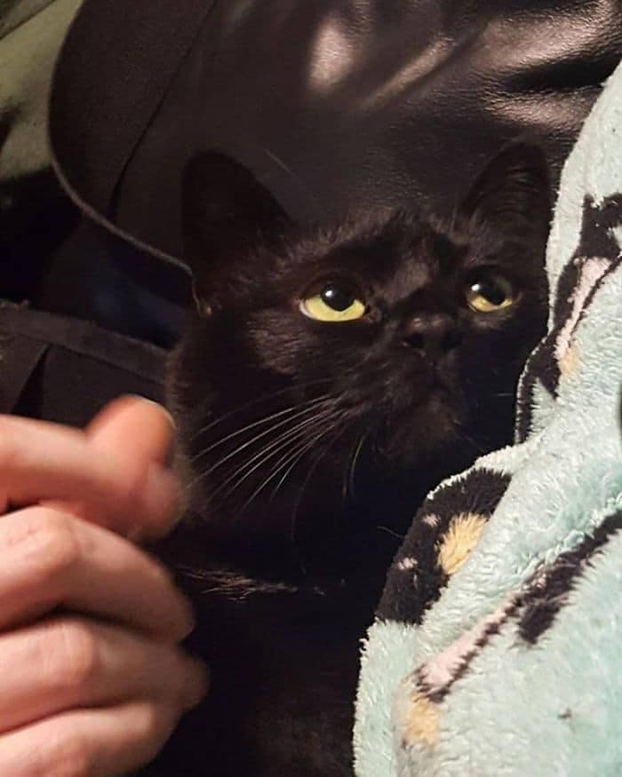 _onerolita's tweet photo. la superioridad estética y moral de los gatos negros 🖤 https://t.co/YIkRqw1tI0