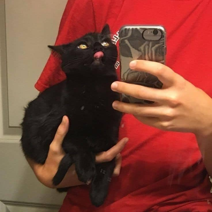 _onerolita's tweet photo. la superioridad estética y moral de los gatos negros 🖤 https://t.co/YIkRqw1tI0
