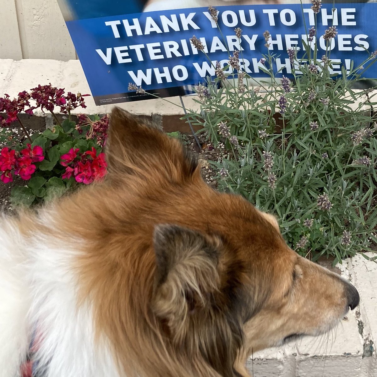 CollieCrusader's tweet photo. 🩺 🩻💉 I was a good brave dog 🐶 during my visit to the vet clinic and I’d like to thank the veterinarian, vet technician and staff for helping make me comfortable!
#thankyou #vetclinic #wellbehaveddog #roughcollie #vetvisit 🩺 https://t.co/5M6aY62qjG