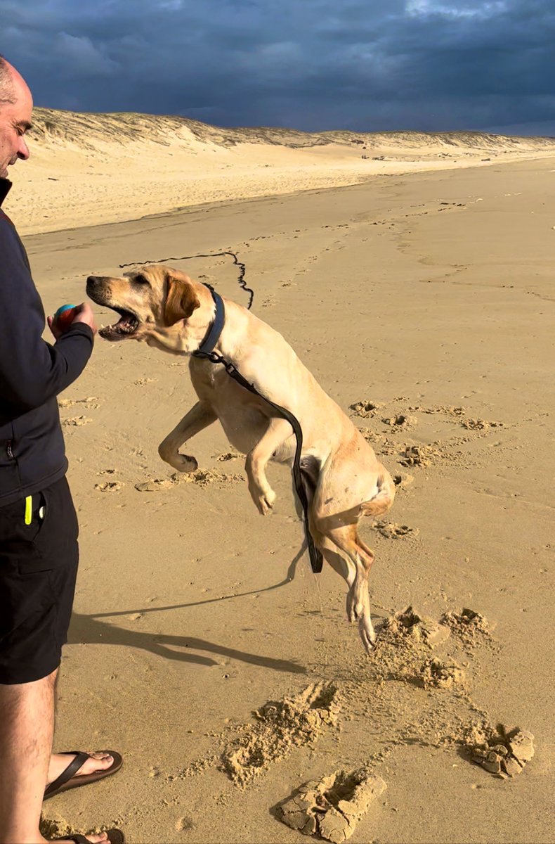 Come on Daddy, you’re far too slow … throw the ball again … 🤗🐾🐾 #dogsoftwitter #dogs #beach