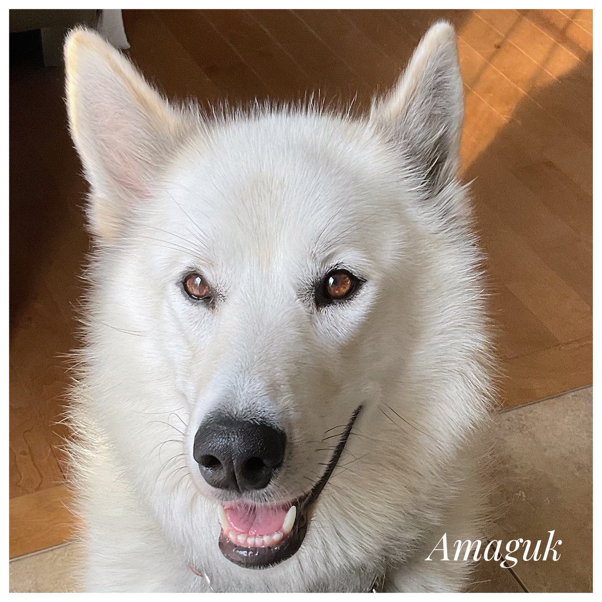 bowden2you's tweet photo. This face ♥️
#Inuit #Husky of #Labrador aka #LabradorHusky https://t.co/09tNmODxKA
